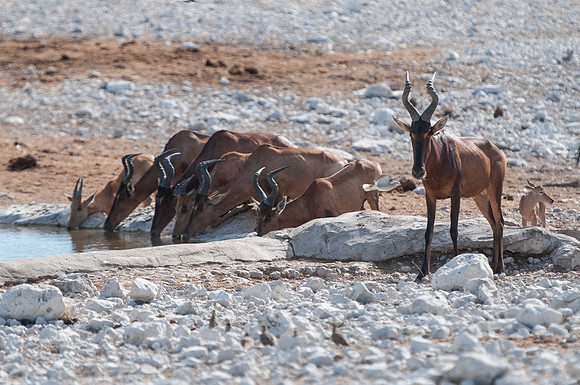 etosha hartebeest drinking