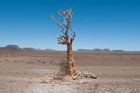 fish river dead tree