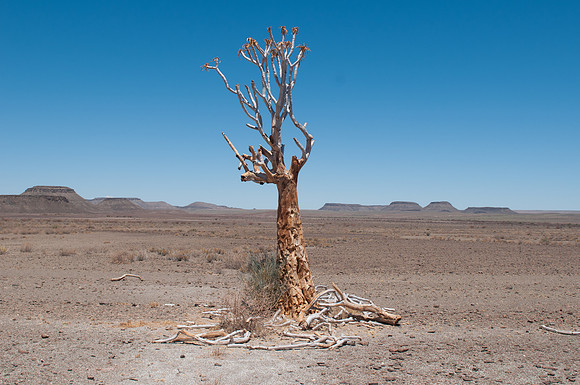 fish river dead tree