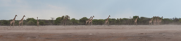 etosha giraffe 15 in dust storm