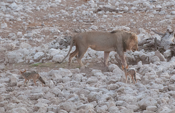 etosha lion and jackals