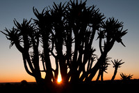 quiver tree sunset