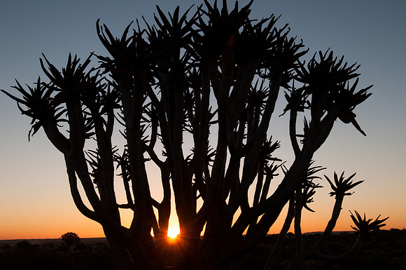quiver tree sunset