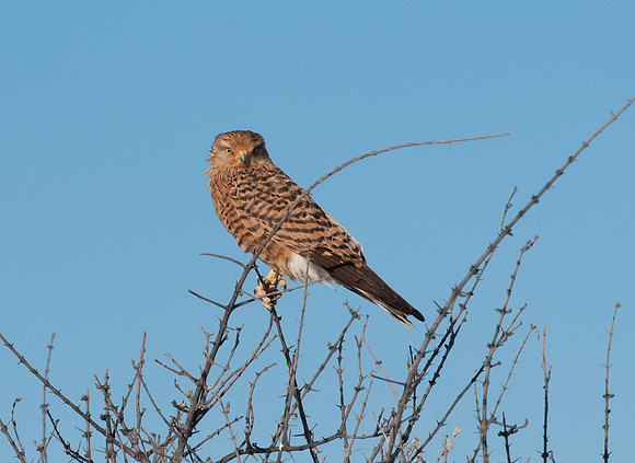 etosha bird