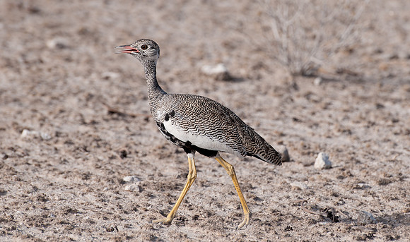 etosha bird kuran