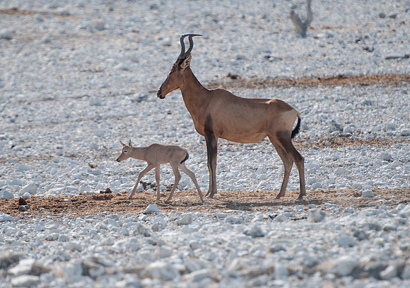 etosha hartebeest and calf
