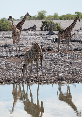 etosha 4 giraffes