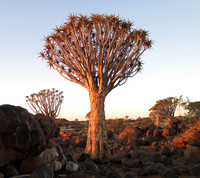 quiver tree sunset