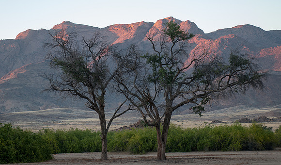 brandberg trees sunrise