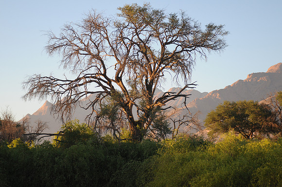 brandburg sunrise tree