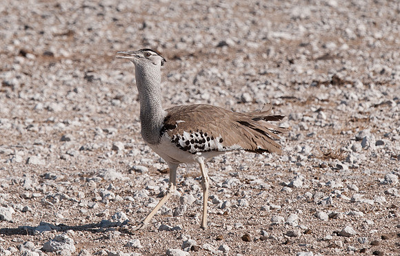 etosha kori bustard