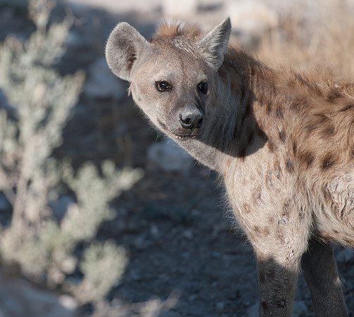etosha spoted hyena 1
