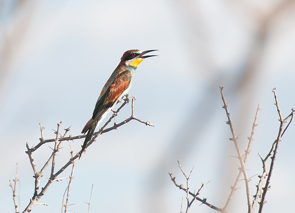 etosha european bee eater