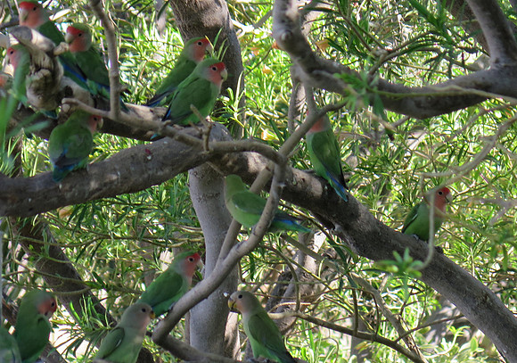 rosy cheeked lovebirds