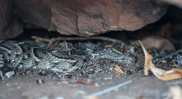 fish river puff adder