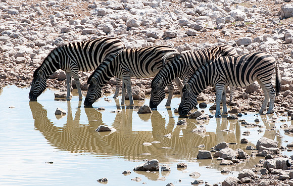 etosha zebra drinking