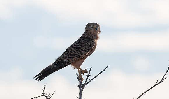 etosha kestrel 1