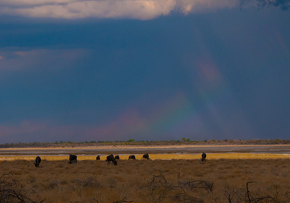 etosha wildebeest rainbow