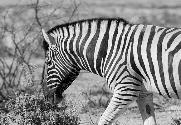 etosha zebra mono