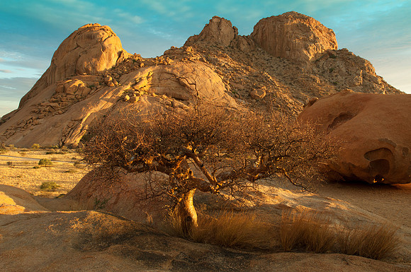 spitzkoppe tree