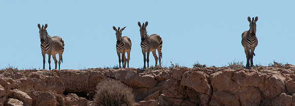 hartmann mountain zebra