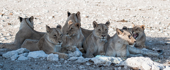 etosha 7 lions