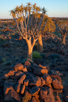 quiver tree rocks
