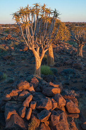quiver tree rocks
