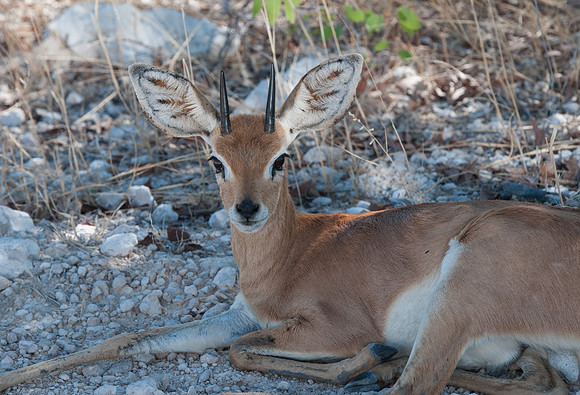 etosha klipspringer