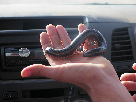 etosha millipede