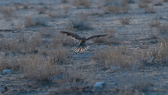 etosha kestrel 2