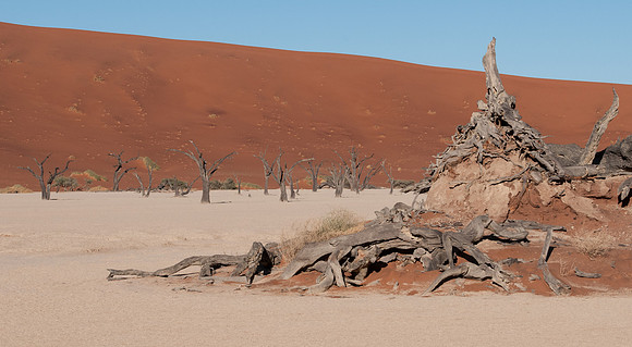 Deadvlei stump
