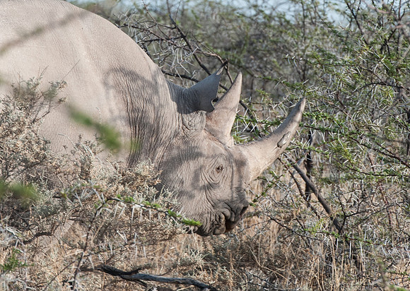etosha rhino