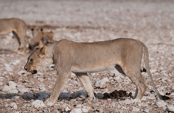 etosha young lion