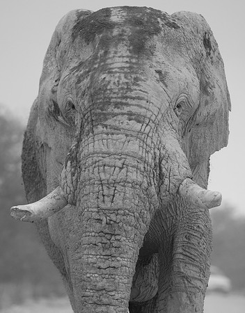 etosha elephant in road portrait mono