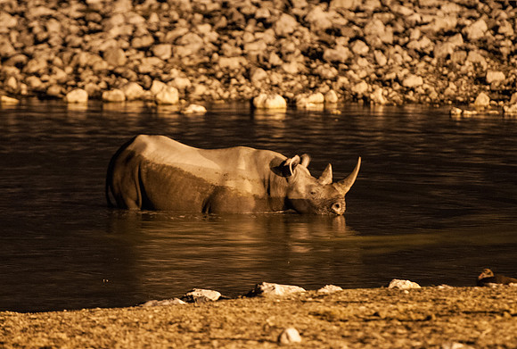 etosha rhino night waterhole