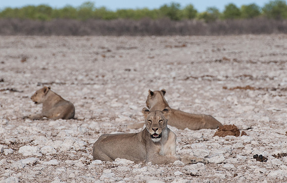 etosha young lions