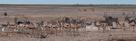 etosha zebra kudu ostrich springbok impala