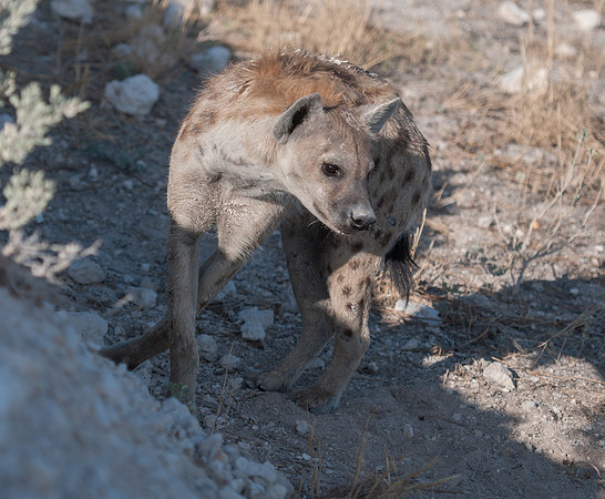 etosha spotted hyena 2