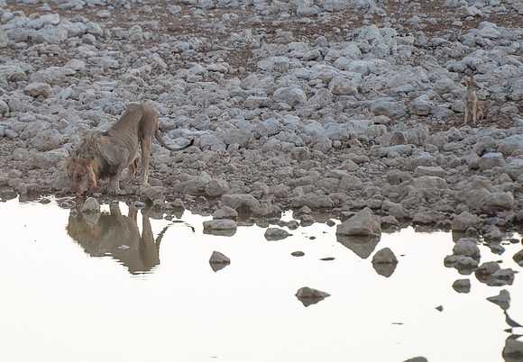 etosha lion drinking jackal