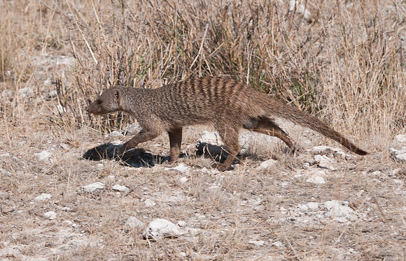 etosha mongoose