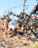 giants playground flower