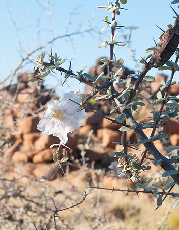 giants playground flower