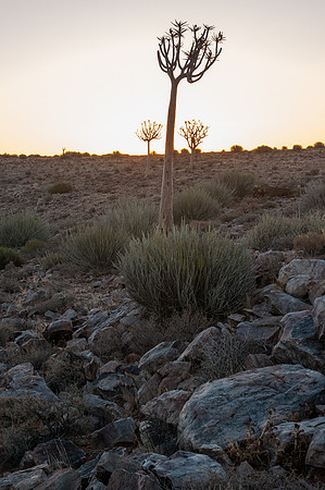 fish river quiver silhouette