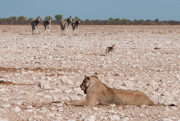 etosha lion zebra jackal