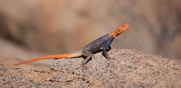 brandberg namib rock agama