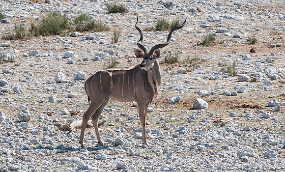 etosha kudu bull