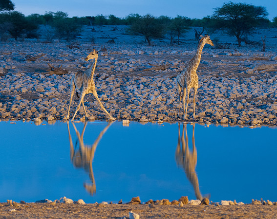 etosha 2 giraffe night