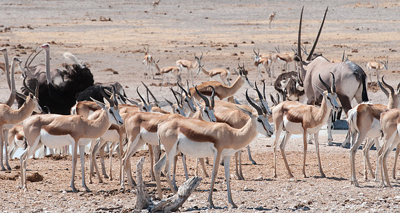 etosha kudu ostrich springbok
