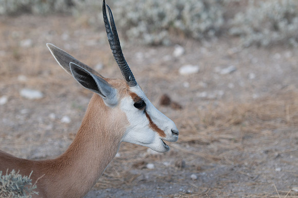 etosha springbok
